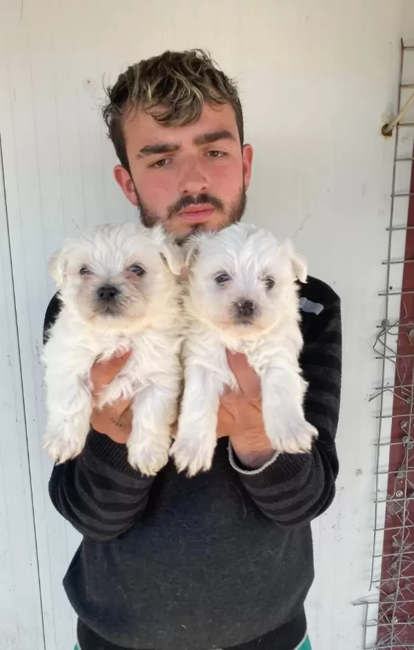 Beyaz Maltese Terrier Yavrular