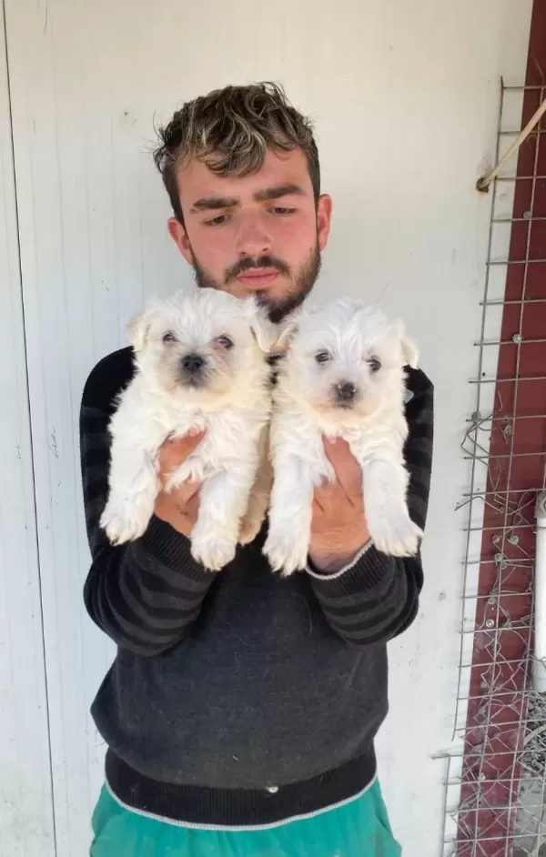 Beyaz Maltese Terrier Yavrular