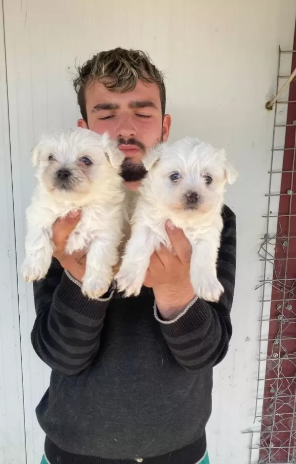 Beyaz Maltese Terrier Yavrular