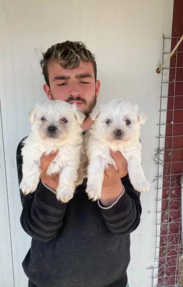 Beyaz Maltese Terrier Yavrular