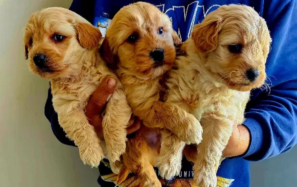 Ankara Cankayada Tuvalet Eğitimli Oyuncak Maltipoo Yavruları