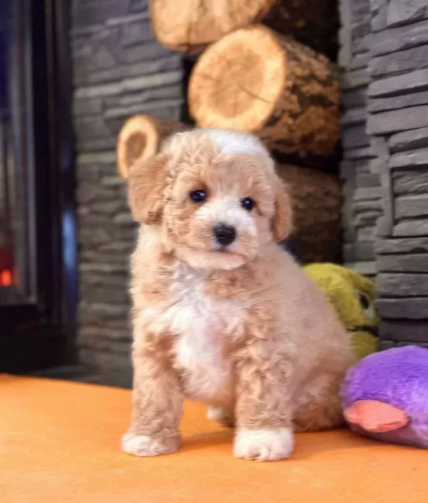 Maltipoo Yavruları Ile Hayatınıza Nsse Katın