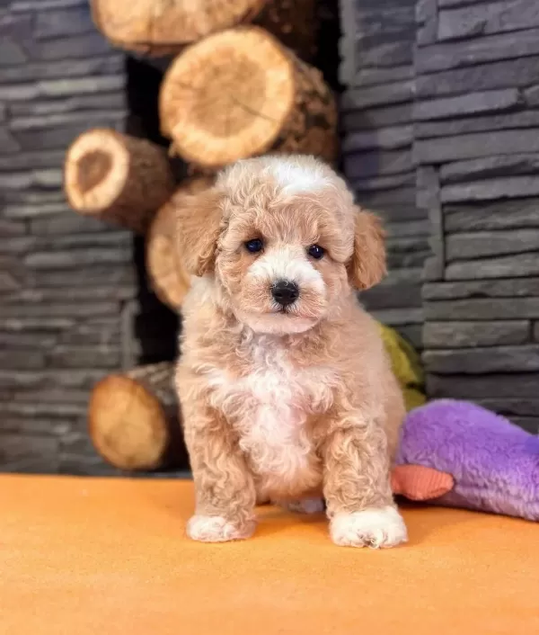 Maltipoo Yavruları Ile Hayatınıza Nsse Katın