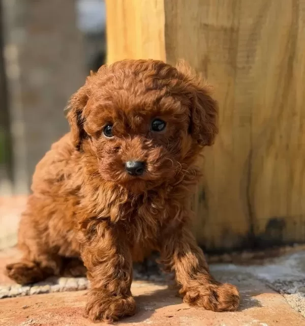 Kızıl Bukleli Maskot Evin Yeni Nesesi Maltipoo Yavrusu