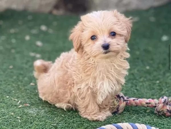 Ipeksi Apricot Maltipoo Sosyal Ortamların Yeni Yıldızı