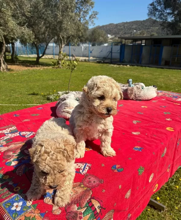 Ipeksi Tuylu Neşe Kupu Maltipoo Yavruları