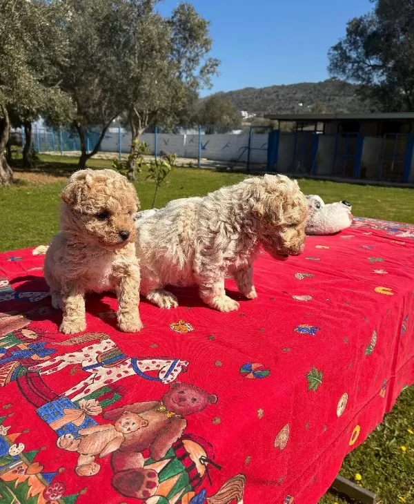 Ipeksi Tuylu Neşe Kupu Maltipoo Yavruları