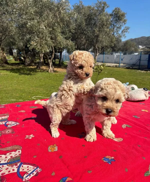 Ipeksi Tuylu Neşe Kupu Maltipoo Yavruları