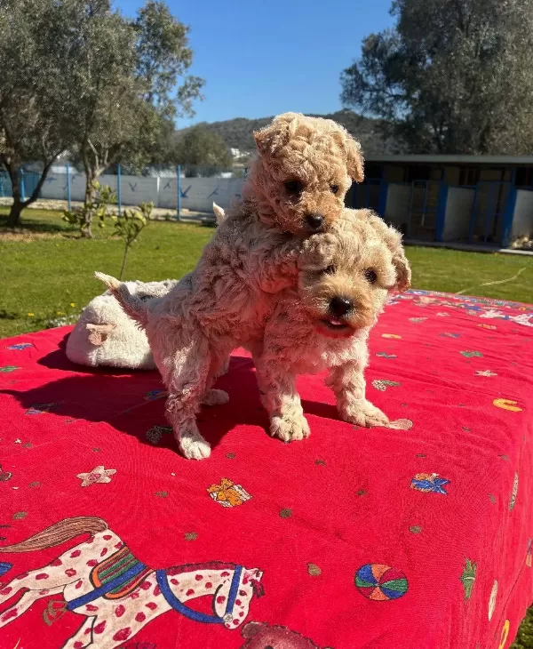 Ipeksi Tuylu Neşe Kupu Maltipoo Yavruları