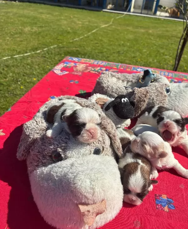 Maskeli Shih Tzu Yavruları Evin Yeni Nesesi