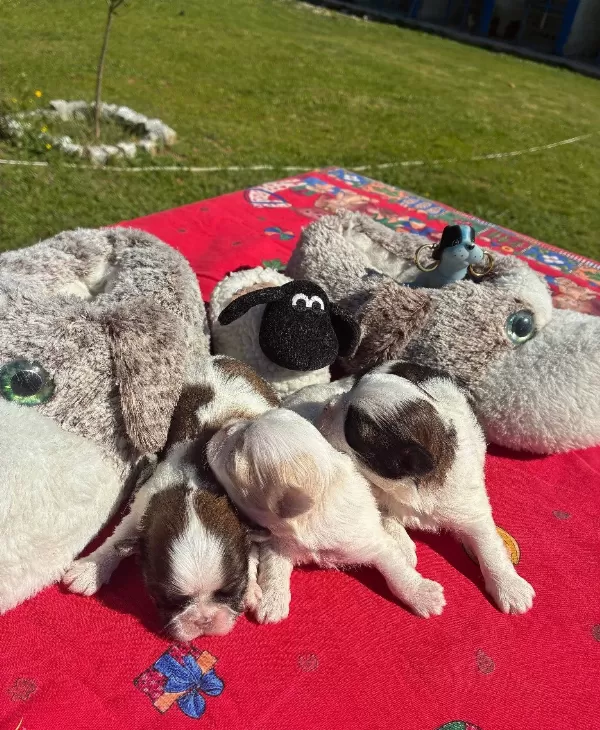Maskeli Shih Tzu Yavruları Evin Yeni Nesesi