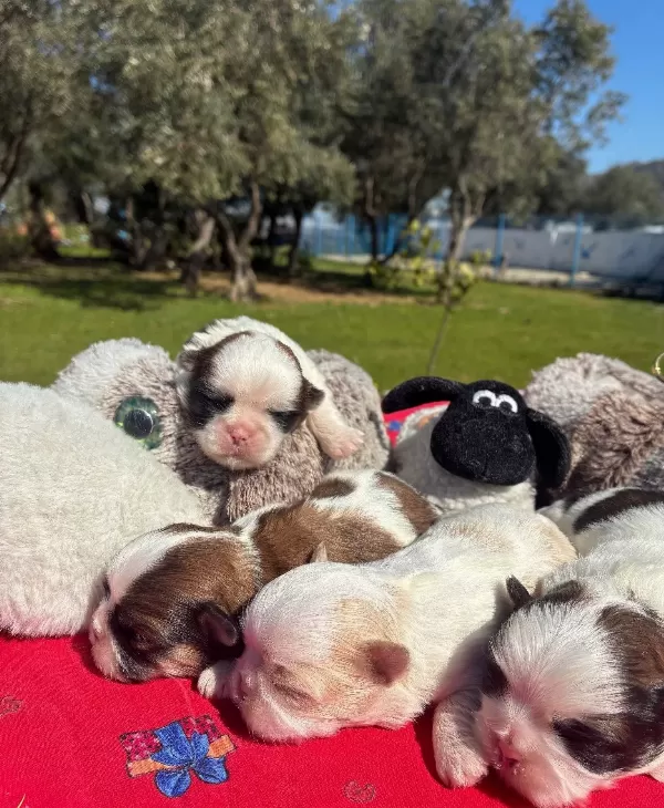 Maskeli Shih Tzu Yavruları Evin Yeni Nesesi