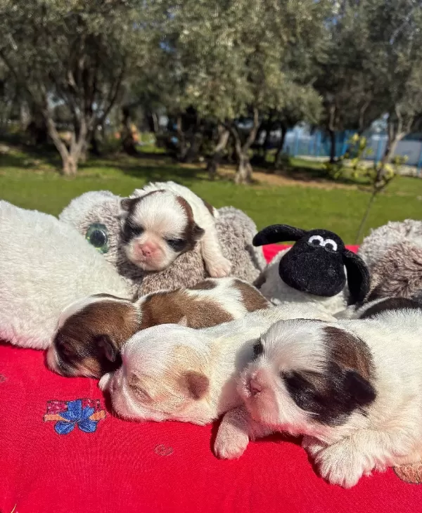 Maskeli Shih Tzu Yavruları Evin Yeni Nesesi