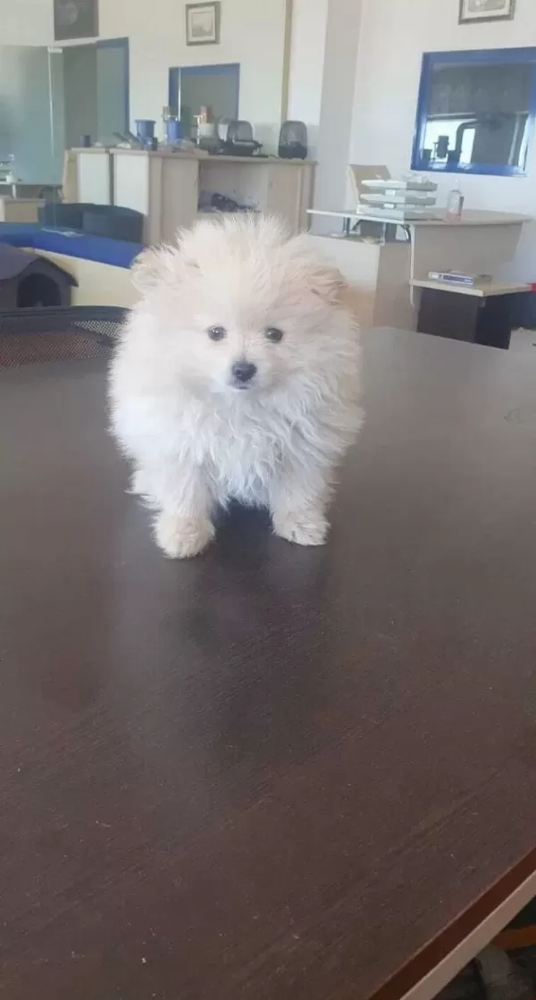 Pamuk Sekeri Tadında Safkan Pomeranian Boo