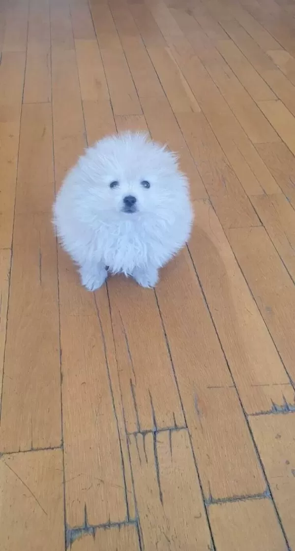 Pamuk Sekeri Tadında Safkan Pomeranian Boo