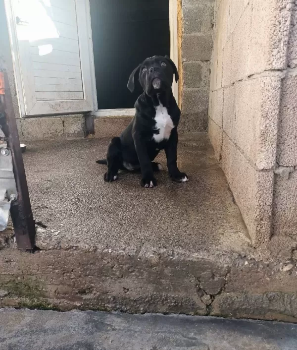 A Class Secereli Cane Corso Muazzam Fizikli Disi Yavru