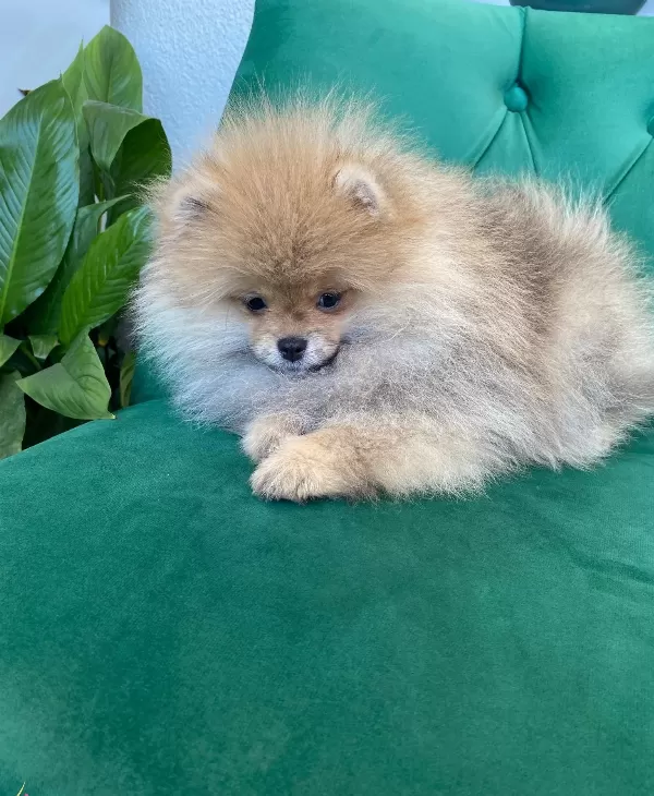 Ukrayna Kan Hattı Gerçek Teddy Face Pomeranian Boo