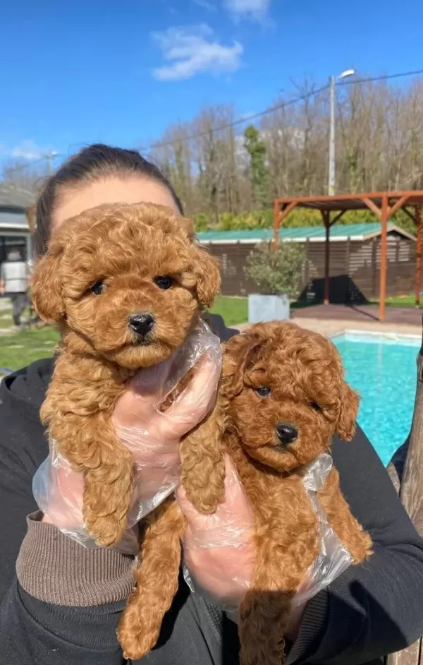 Akıllı Ve tüy Dokmeyen Orjinal Toy Poodle Yavruları