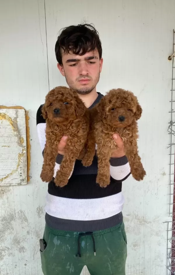 Denizli Pamukkale Toy Poodle Yavruları