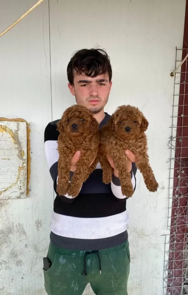 Denizli Pamukkale Toy Poodle Yavruları