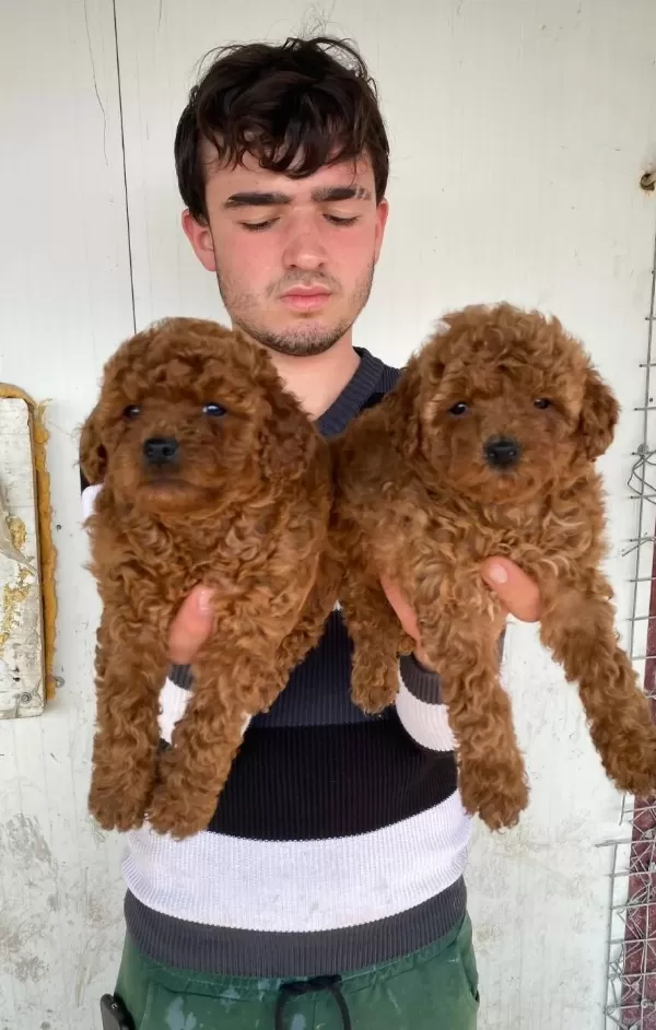 Denizli Pamukkale Toy Poodle Yavruları