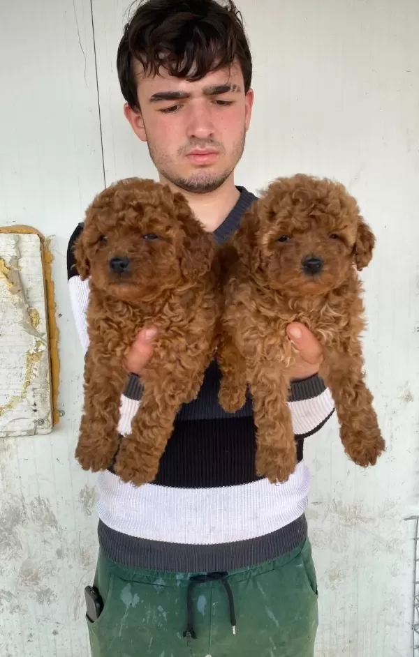 Denizli Pamukkale Toy Poodle Yavruları