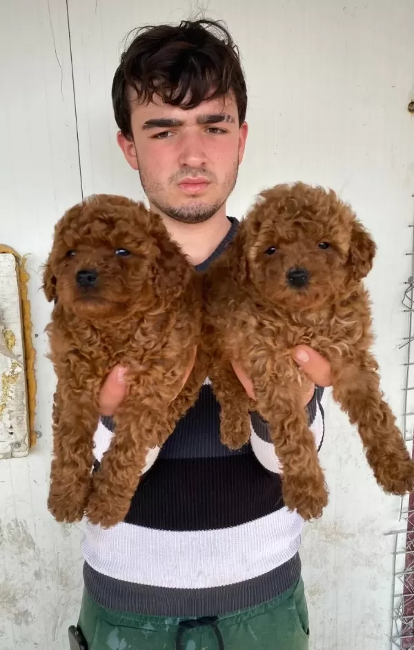 Denizli Pamukkale Toy Poodle Yavruları