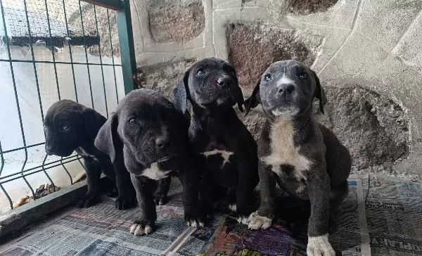 Heybetli Ve Karakterli Cane Corso Yavruları