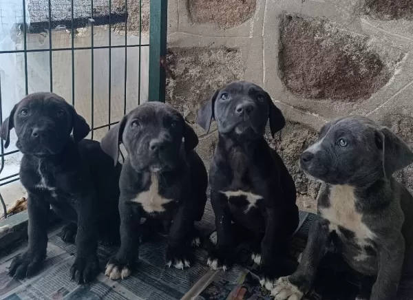 Heybetli Ve Karakterli Cane Corso Yavruları