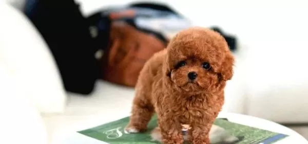 Suuper Star Toy Poodle Bebeklerimiz