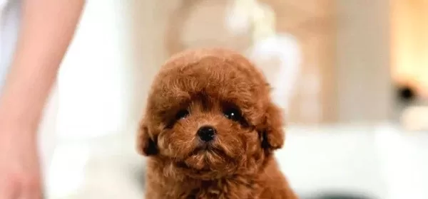 Suuper Star Toy Poodle Bebeklerimiz