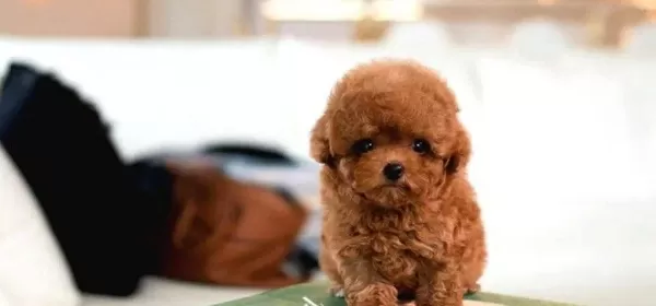 Suuper Star Toy Poodle Bebeklerimiz