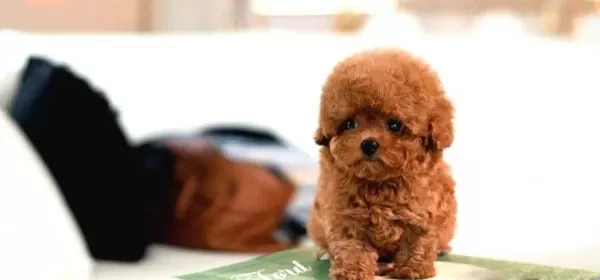 Suuper Star Toy Poodle Bebeklerimiz