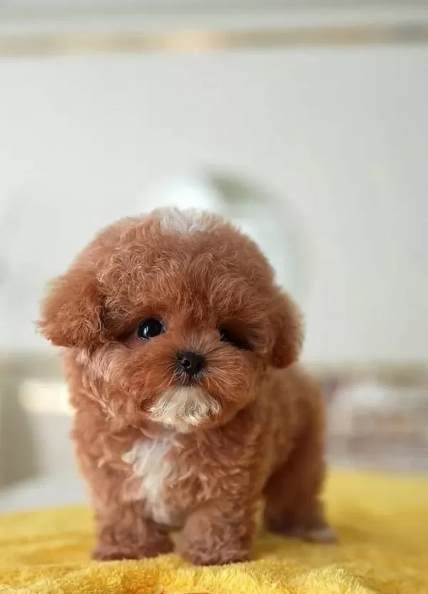 Kore Dizayn Red Toy Poodle Bebekleri