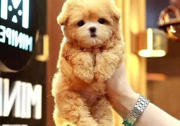 Akıllı Korean Maltipoo Bebekleri
