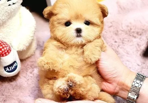 Akıllı Korean Maltipoo Bebekleri
