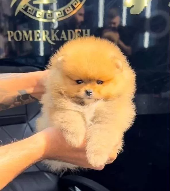 Pomerrian Boo Sevimli Yavrular Ev Uretimi