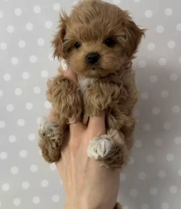 Toy Poodle Egitilebilir Zeki Yavrular Ev Uretimi