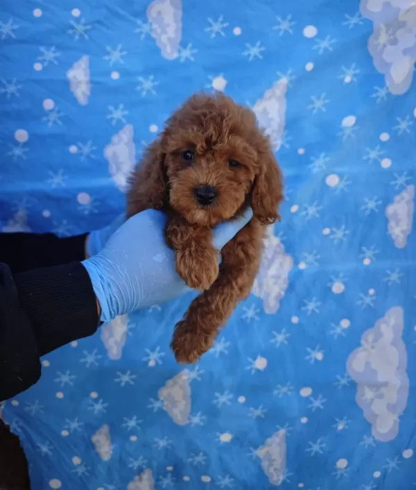 A Kalite Kıvırcık tüy Yapılı Toy Poodle Bebekler