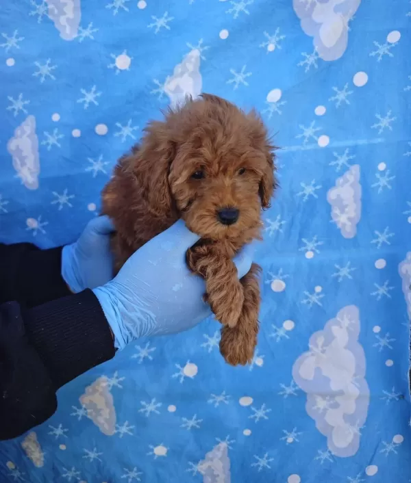 A Kalite Kıvırcık tüy Yapılı Toy Poodle Bebekler