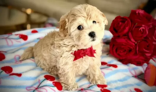 Antialerjik Yapısıyla One Cıkan Akıllı Maltipoo Bebekler