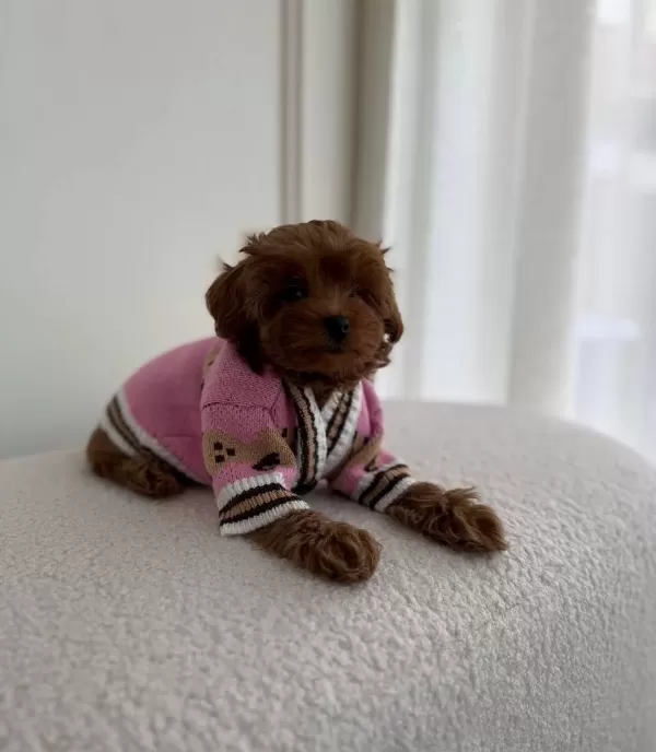 Sevimli Toy Poodle Yavrumuz