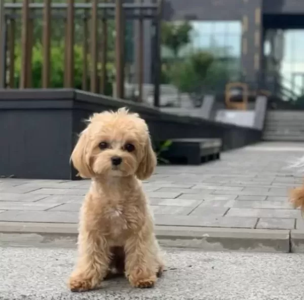 Maltipoo Cinsi Yavrular Ev Uretimi Ile Ailelerini Bekliyor