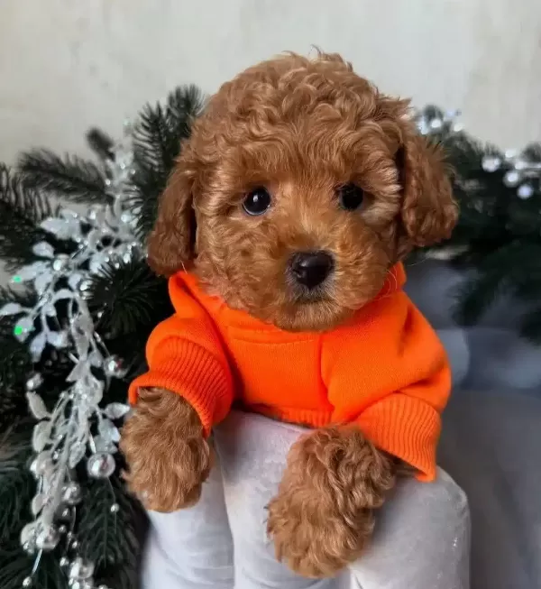 Asıları Tam Full Safkan Toy Poodle