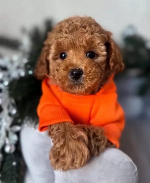 Asıları Tam Full Safkan Toy Poodle