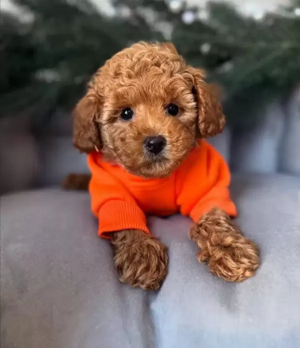 Asıları Tam Full Safkan Toy Poodle