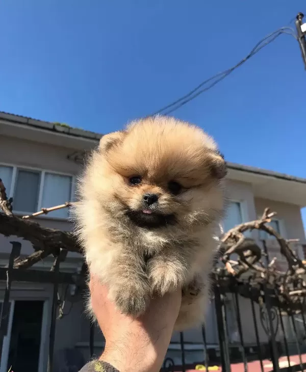 Ev Ortamında Dogup Buyumekte Olan Pomerian Boo