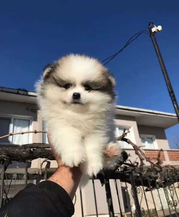 Ev Ortamında Dogup Buyumekte Olan Pomerian Boo