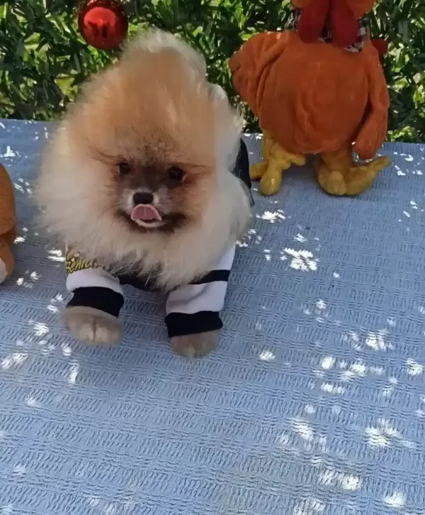 Orijinal Ayı Surat Disi Pomeranian Boo