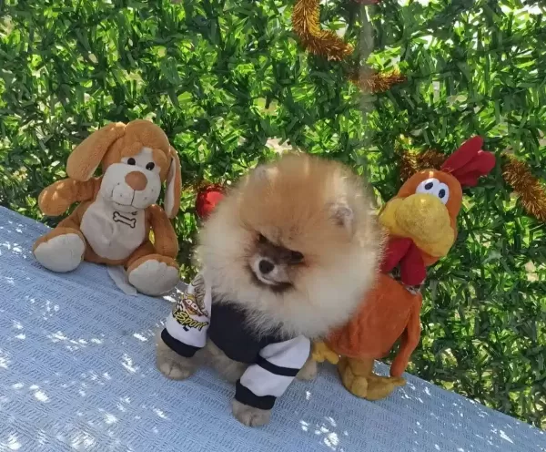 Orijinal Ayı Surat Disi Pomeranian Boo